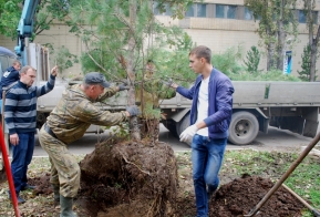 В Хабаровске появилась кедровая аллея в честь 50-летия Дню работника леса