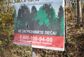 В Хабаровском крае на месте сплошных санитарных рубок появится  хвойно-широколиственная тайга