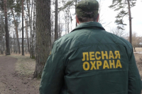 Перейти к новости Штрафы за нарушение правил пожарной безопасности в лесах выросли в несколько раз