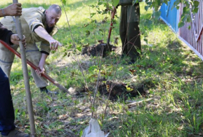 Кленовая аллея появилась на территории детского сада в городе Вяземский