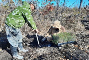 Более 350 тысяч га леса восстановили в Хабаровском крае за 5 лет