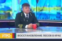 Как восстанавливаются леса в Хабаровском крае?