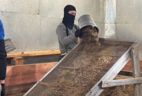 Семена сосны корейской проходят заключительный этап перед посевом