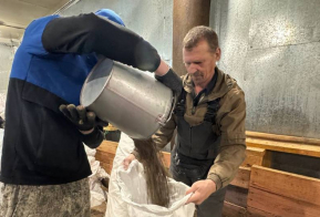 Семена сосны корейской проходят заключительный этап перед посевом
