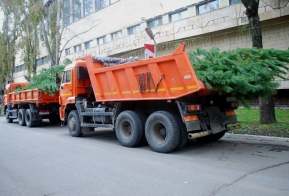 В Хабаровске появилась кедровая аллея в честь 50-летия Дня работника леса
