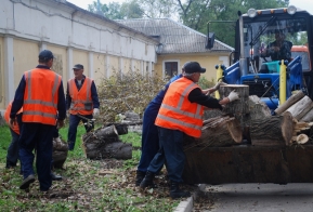 В Хабаровске появилась кедровая аллея в честь 50-летия Дня работника леса