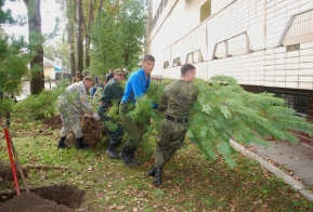 В Хабаровске появилась кедровая аллея в честь 50-летия Дня работника леса