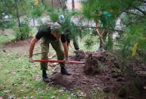 В Хабаровске появилась кедровая аллея в честь 50-летия Дня работника леса