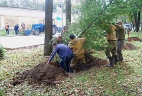 В Хабаровске появилась кедровая аллея в честь 50-летия Дня работника леса