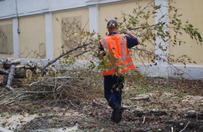 В Хабаровске появилась кедровая аллея в честь 50-летия Дню работника леса