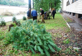 В Хабаровске появилась кедровая аллея в честь 50-летия Дню работника леса