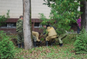 В Хабаровске появилась кедровая аллея в честь 50-летия Дню работника леса
