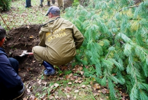 В Хабаровске появилась кедровая аллея в честь 50-летия Дню работника леса
