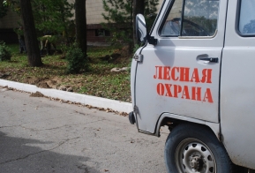 В Хабаровске появилась кедровая аллея в честь 50-летия Дню работника леса