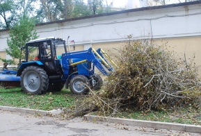 В Хабаровске появилась кедровая аллея в честь 50-летия Дню работника леса
