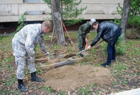 В Хабаровске появилась кедровая аллея в честь 50-летия Дню работника леса