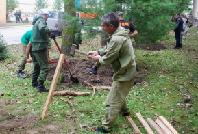 В Хабаровске появилась кедровая аллея в честь 50-летия Дню работника леса