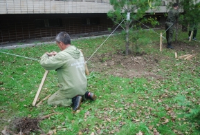 В Хабаровске появилась кедровая аллея в честь 50-летия Дню работника леса