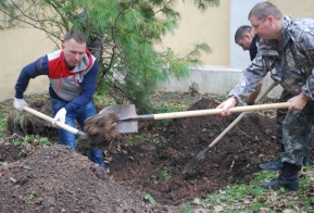 В Хабаровске появилась кедровая аллея в честь 50-летия Дню работника леса