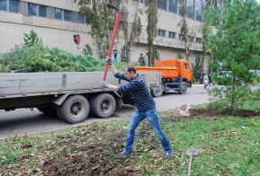 В Хабаровске появилась кедровая аллея в честь 50-летия Дню работника леса